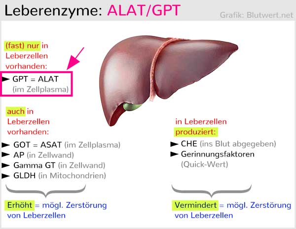 ALAT-Wert / GPT-Wert