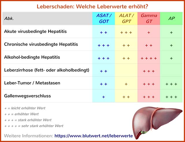 Erhöhte GPT-Leberwerte (Tabelle)