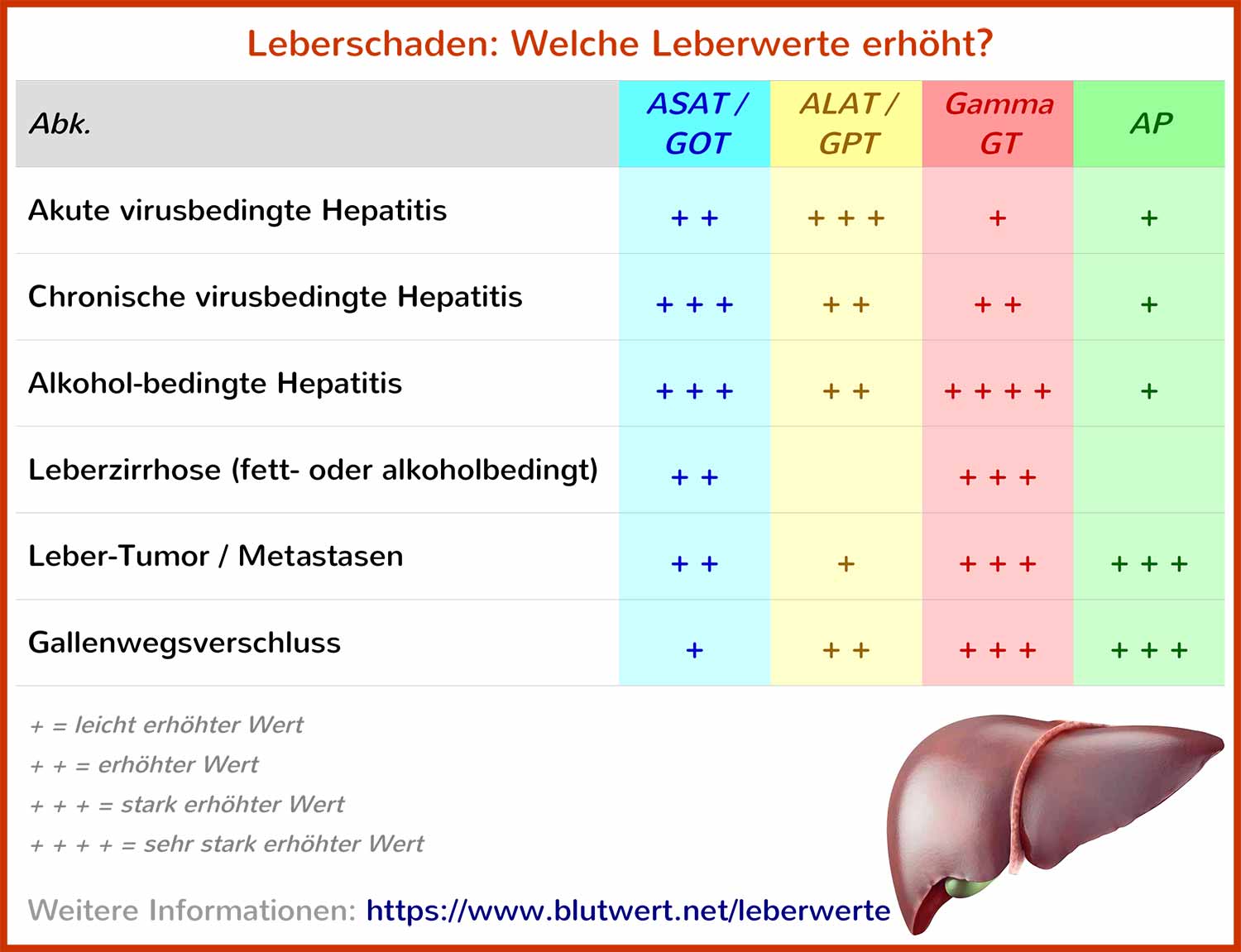 GPT Blutwert erhöht, warum? Einfach erklärt