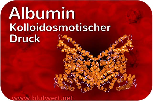 Albumin