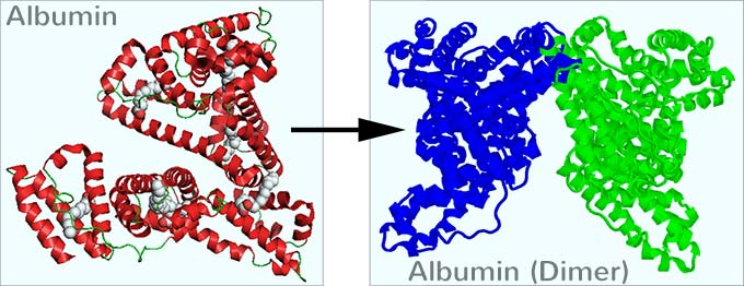 Albumin Struktur