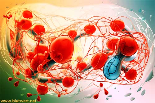 Albumin: Normwert-Tabelle und Funktion