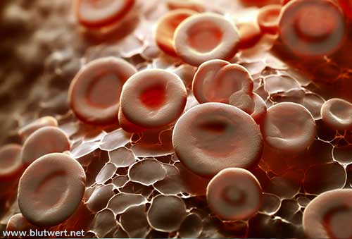 Anämie: Problem mit den roten Blutzellen