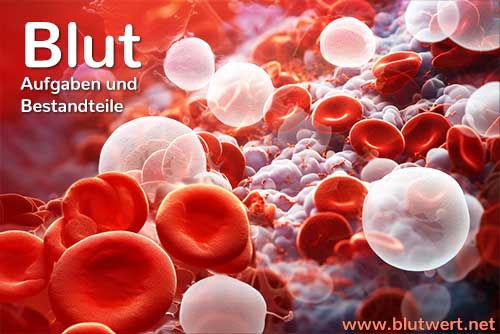Blut: Aufgaben und Bestandteile