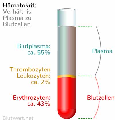 Hämatokrit: Anteil der Blutzellen im Blut