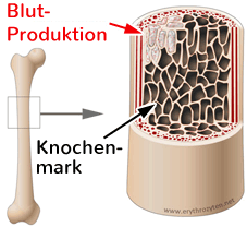 Blutbildung im Knochenmark