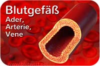 Blutgefäße