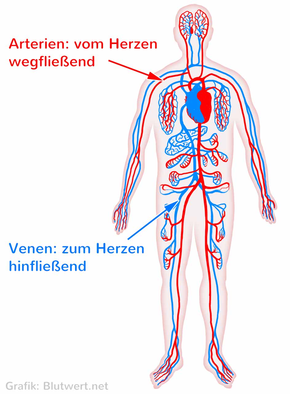 Blutgefäße: Adern, Arterien und Venen