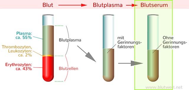 Blutserum