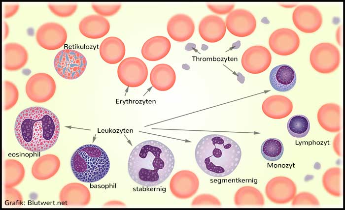 Blutzellen im Blutbild (unter dem Mikoskop, schematisch): Erythrozyten, Thrombozyten, Leukozyten (Arten)