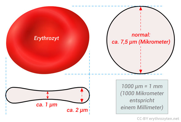 Erythrozyten größe