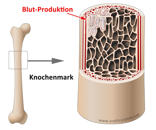 Knochenmark