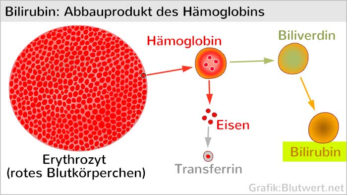 Bilirubin: Abbauprodukt des Hämoglobins in den Erythrozyten