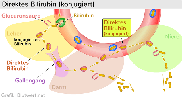 Direktes Bilirubin (konjugiert)