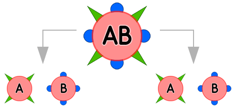 Blutgruppe AB (Vater) - Vererbung