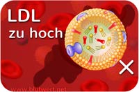 LDL-Cholesterin erhöht, zu hoch