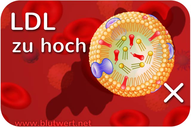 LDL-Cholesterin zu hoch