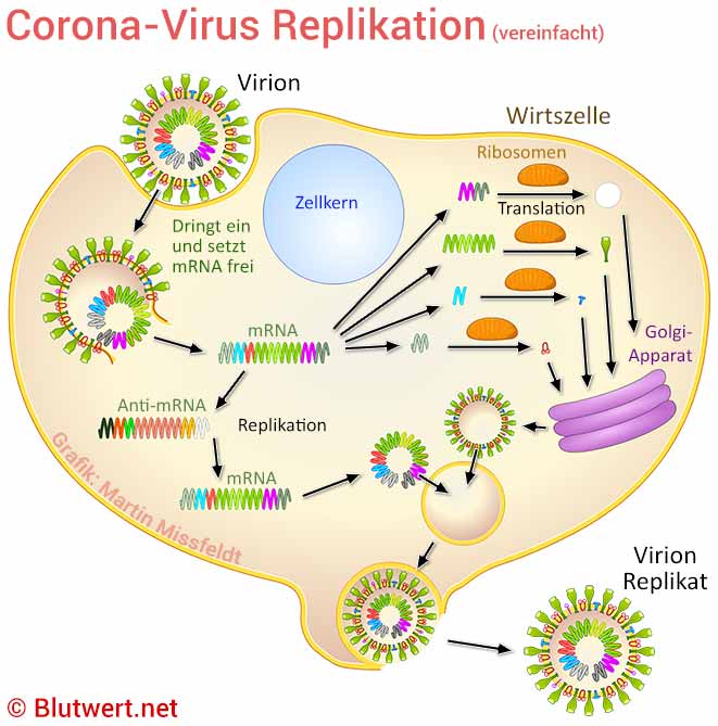 Replikation von Coronaviren in einer befallenen Wirtszelle