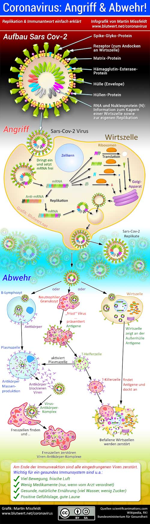 Coronavirus Infografik