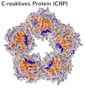 C-reaktives Protein