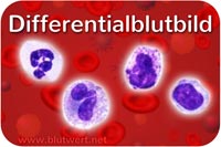Differentialblutbild
