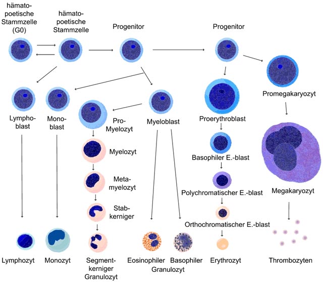Stammbaum: Entwicklung der Blutkörperchen