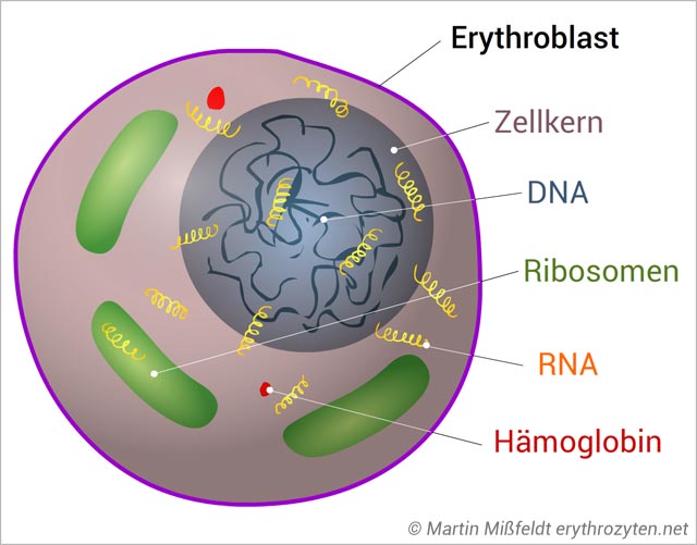 Erythroblast