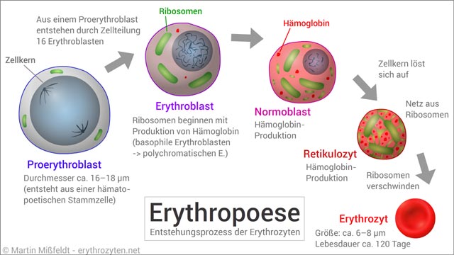 Erythropoese: Entstehungsprozess der roten Blutkörperchen