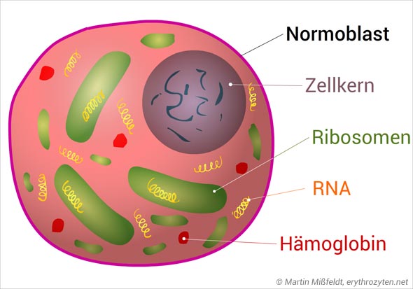 Normoblast