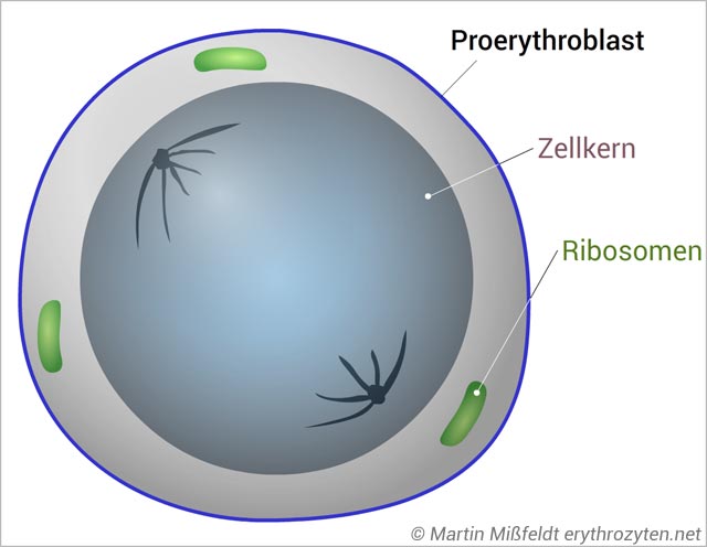 Proerythroblast