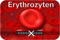 Erythrozyten