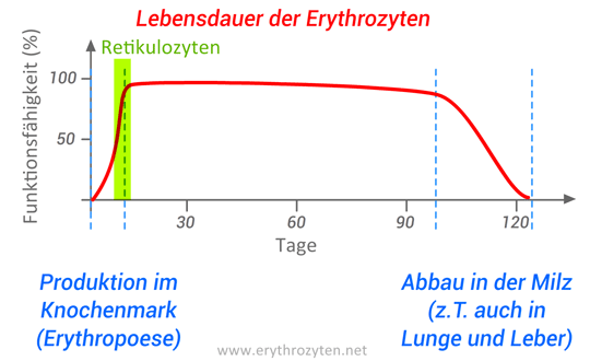 Lebensdauer der Erythrozyten: ca. 120 Tage, davon 5-9 Tage Entstehung