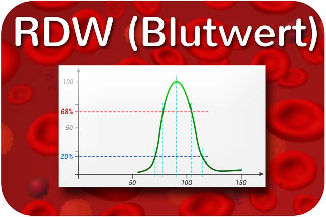 RDW Blutwert
