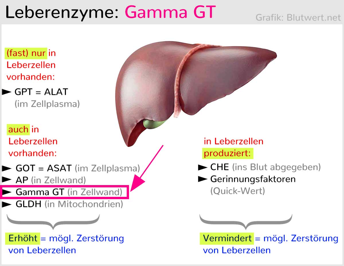 GGT Wert Gamma GT GT Einfach Erkl rt
