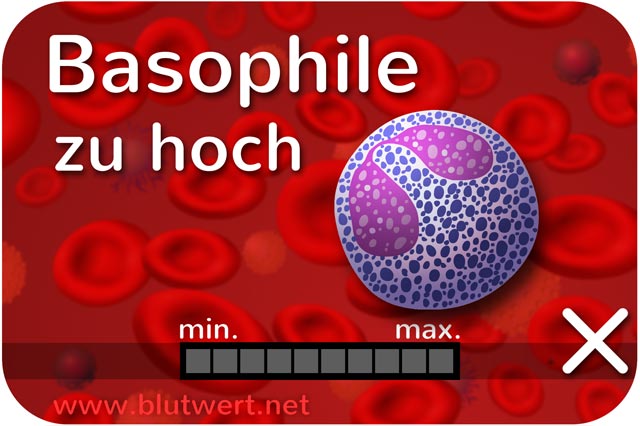 Zu viele basophile Granulozyten, Blutwert erhöht, zu hoch: Basophilie