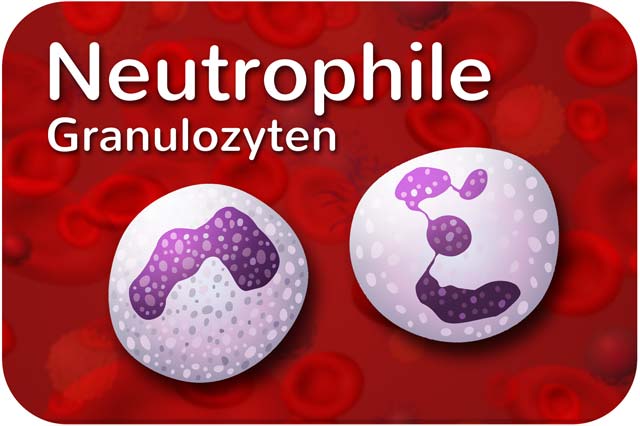 Neutrophile Granulozyten