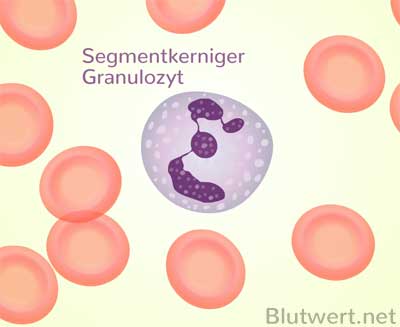 Neutrophiler stabkerniger Granulozyt