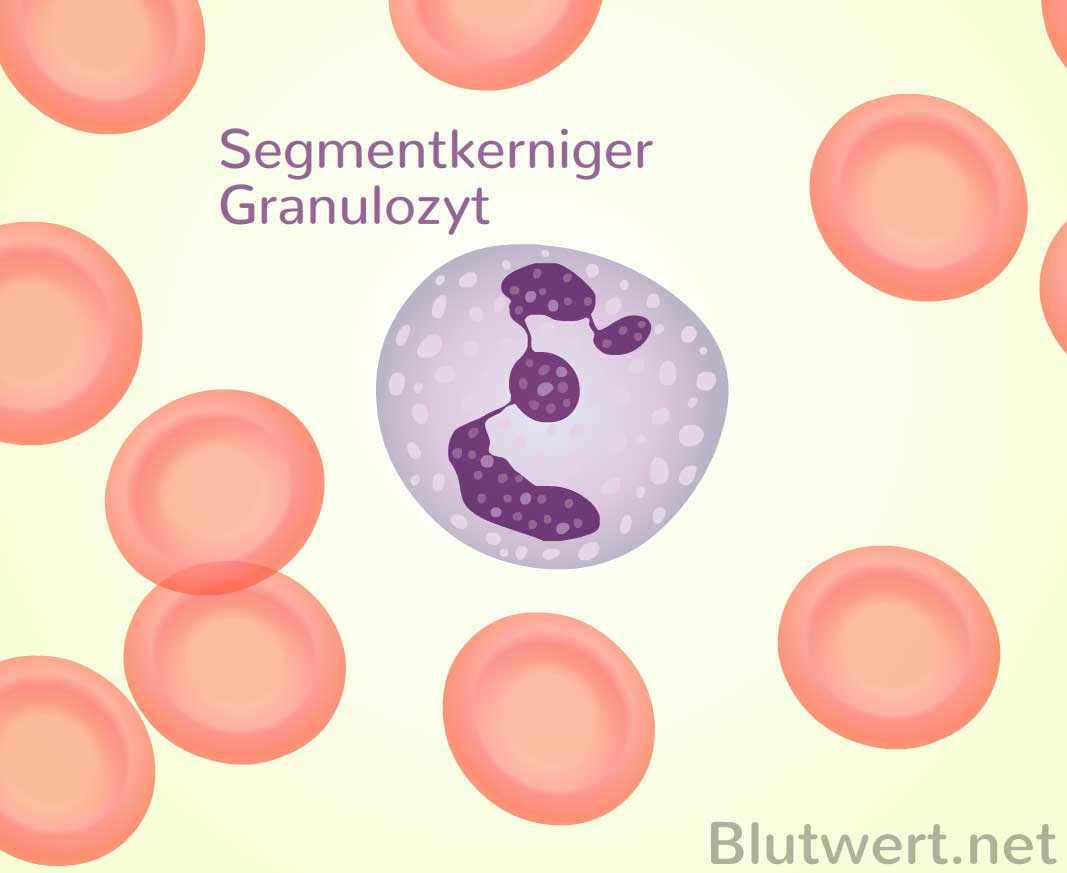 Was Bedeutet Segmentkernige Im Blutbild www.blutwert.net