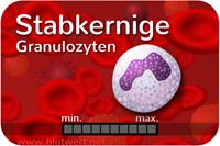 Stabkernige Granulozyten