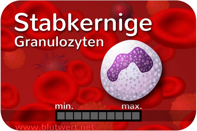 Stabkernige Granulozyten