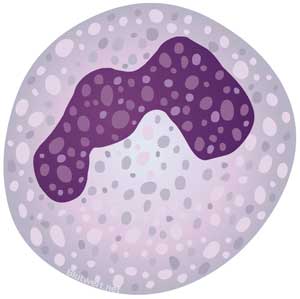 Stabkerniger neutrophiler Granulozyt