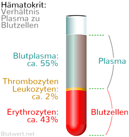 Blut Bestandteile