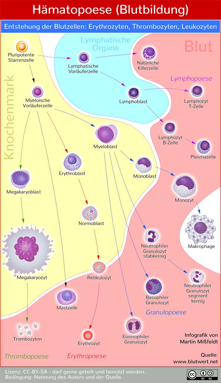 Hämatopoese: Entwicklung der Blutkörperchen