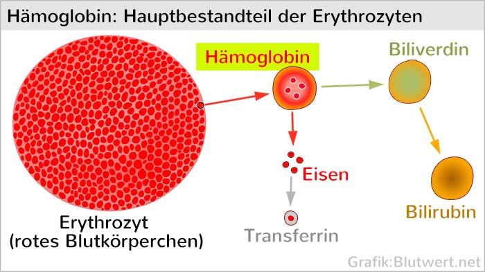 Hämoglobin