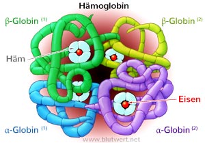 vitamin b12 konzentration list