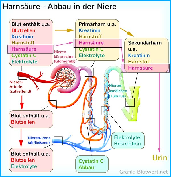 Harnsäure: Abbauprodukt von Purin (Nukleinsäure)