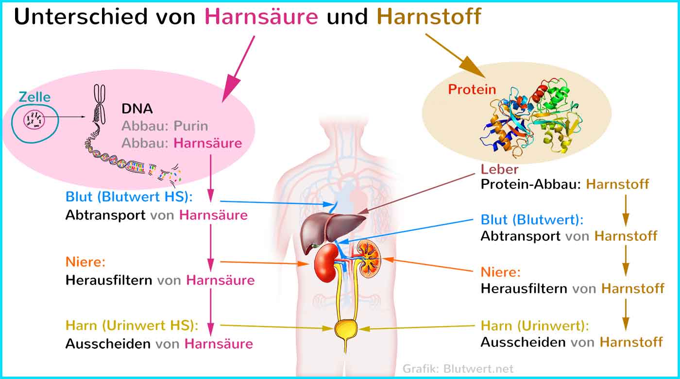 Unterschied zwischen Harnstoff und Harnsäure