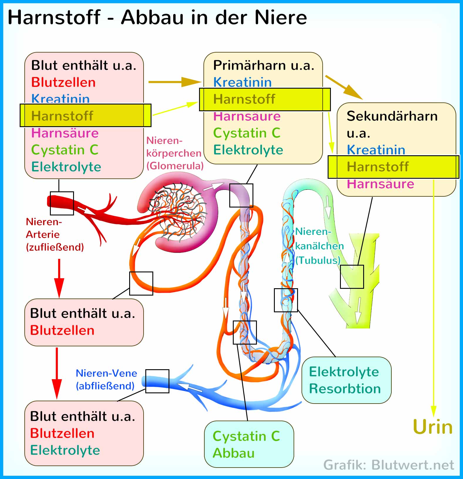 Harnstoff-Zyklus - Lexikon der Ernährung
