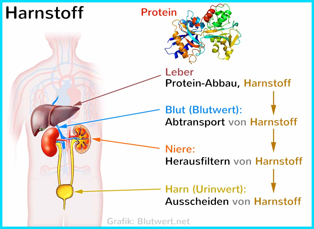 Unterschied zwischen Harnstoff und Harnsäure