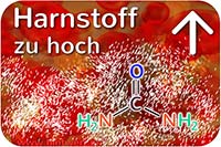 erhöhter Harnstoffspiegel